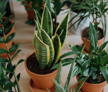 What's your preference: Fake plants or real plants in your home?